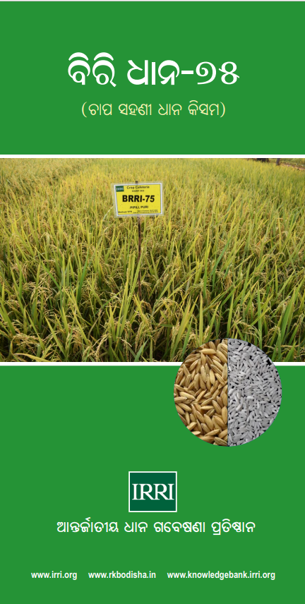 Production Practices of BRRI-75 Rice Variety - Rice Based Cropping Systems